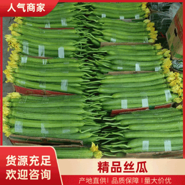鲜花丝瓜，产地直发，货源稳定充足，量大从优，欢迎来电洽谈