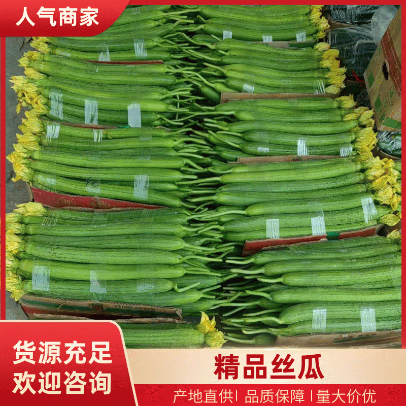 鲜花丝瓜，产地直发，货源稳定充足，量大从优，欢迎来电洽谈