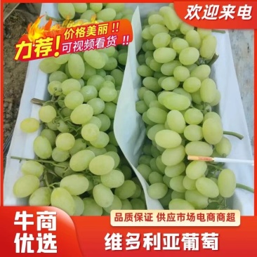 河北葡萄精品维多利亚葡萄支持视频看货产地一手货源现摘现发