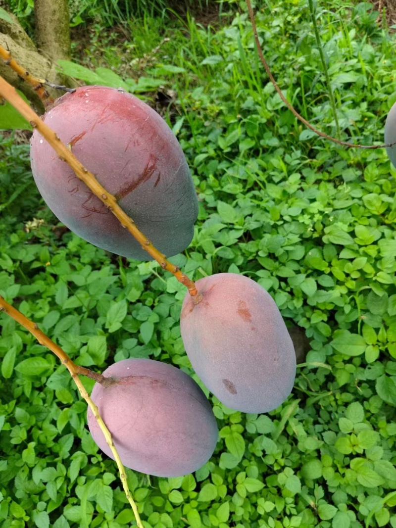 凯特芒果皮薄肉厚保真保量电商市场商超货源