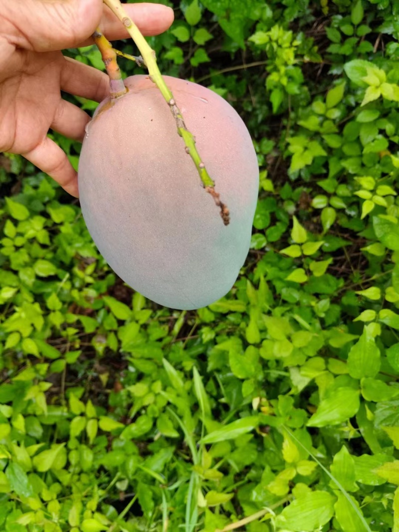 凯特芒果皮薄肉厚保真保量电商市场商超货源