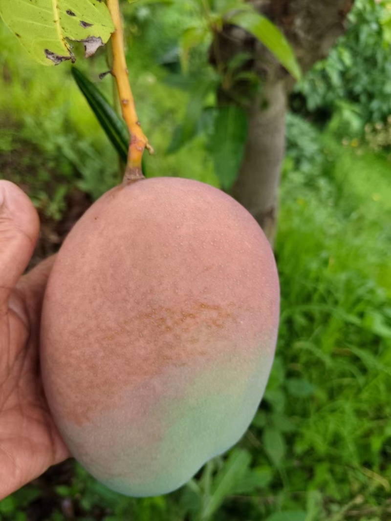 凯特芒果皮薄肉厚保真保量电商市场商超货源