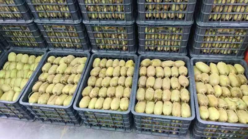 现代化生产线上的冷冻干燥设备正在处理绿心猕猴桃片,保持其天然色泽与营养 猕猴桃干加工过程