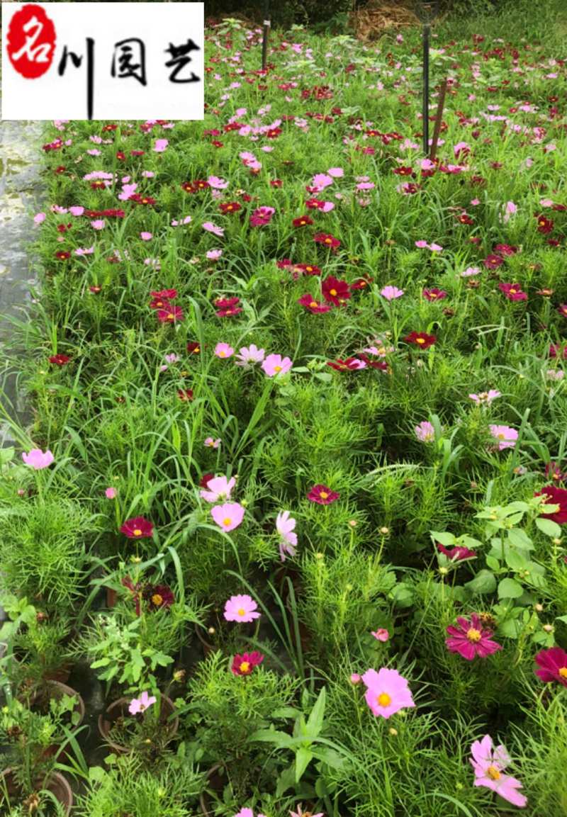 波斯菊大量杯苗批发成都基地直供色彩艳丽花境花坛栽培