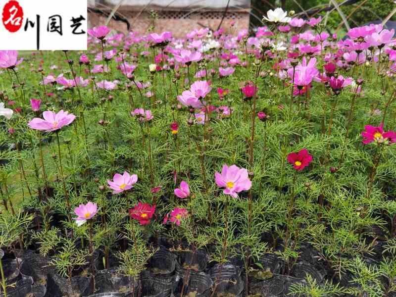 波斯菊大量杯苗批发成都基地直供色彩艳丽花境花坛栽培