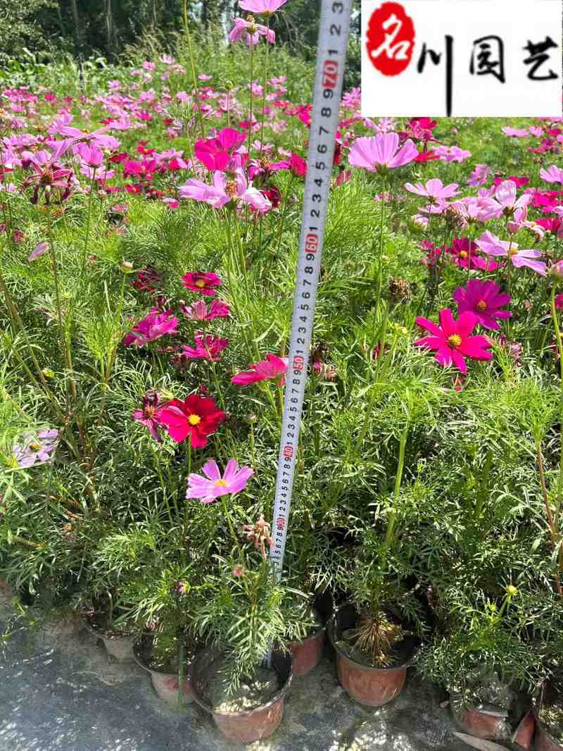 波斯菊大量杯苗批发成都基地直供色彩艳丽花境花坛栽培