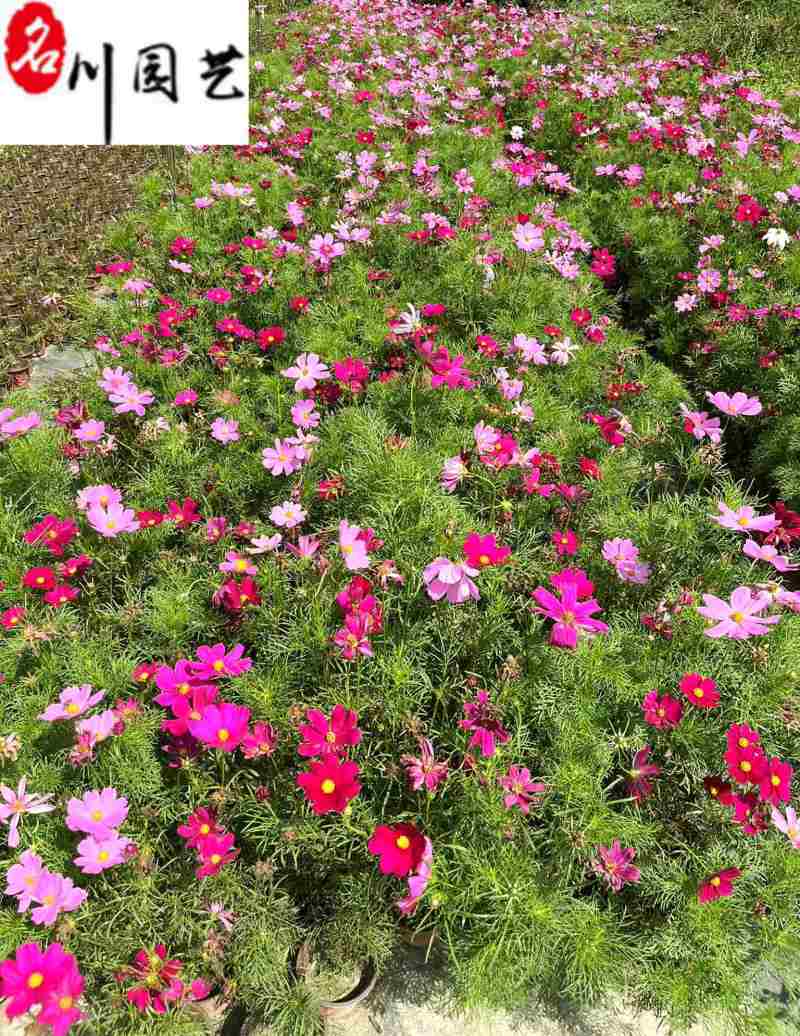 波斯菊大量杯苗批发成都基地直供色彩艳丽花境花坛栽培