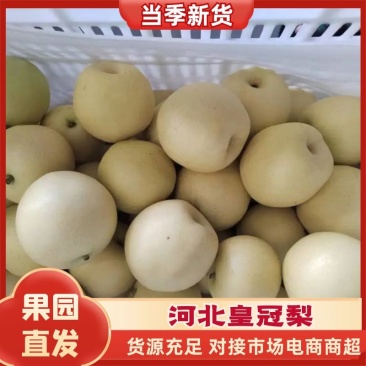 皇冠梨，膜袋皇冠梨，白皮皇新鲜下树，全国发货量大从优