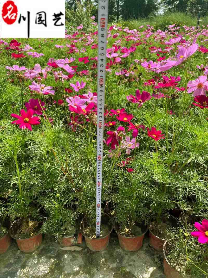 波斯菊大量杯苗批发成都基地直供色彩艳丽花境花坛栽培