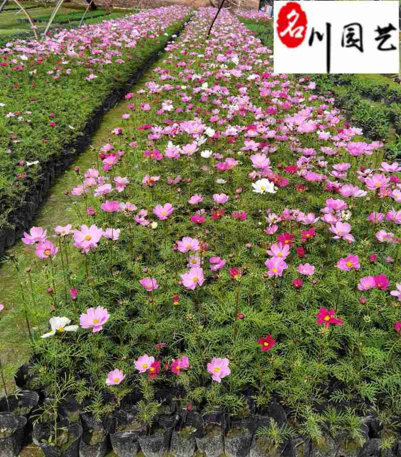 波斯菊大量杯苗批发成都基地直供色彩艳丽花境花坛栽培