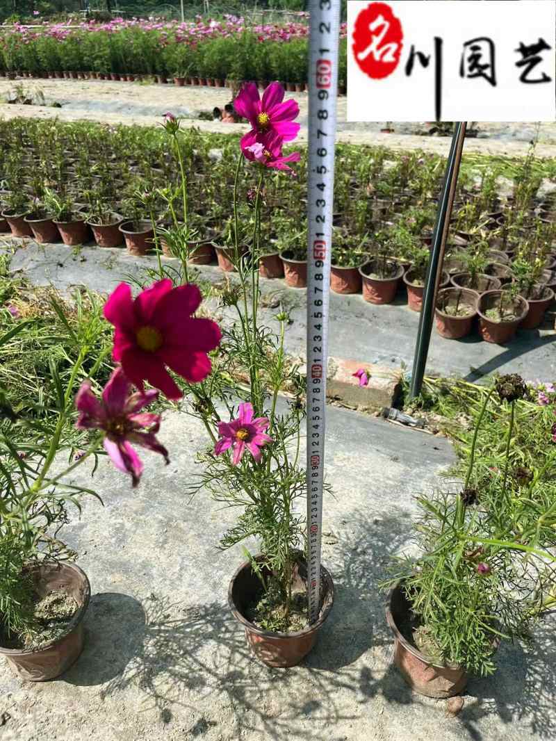 波斯菊大量杯苗批发成都基地直供色彩艳丽花境花坛栽培