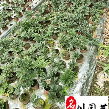 精品芍药花卉盆栽批发观赏芍药价格成都芍药基地直供
