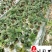 精品芍药花卉盆栽批发观赏芍药价格成都芍药基地直供