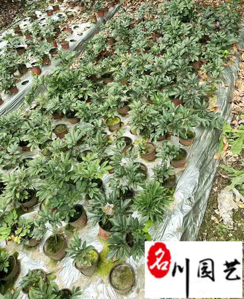 精品芍药花卉盆栽批发观赏芍药价格成都芍药基地直供