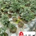 精品芍药花卉盆栽批发观赏芍药价格成都芍药基地直供