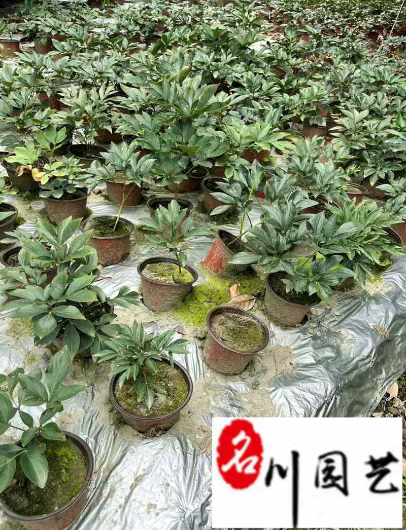 精品芍药花卉盆栽批发观赏芍药价格成都芍药基地直供