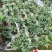 精品芍药花卉盆栽批发观赏芍药价格成都芍药基地直供