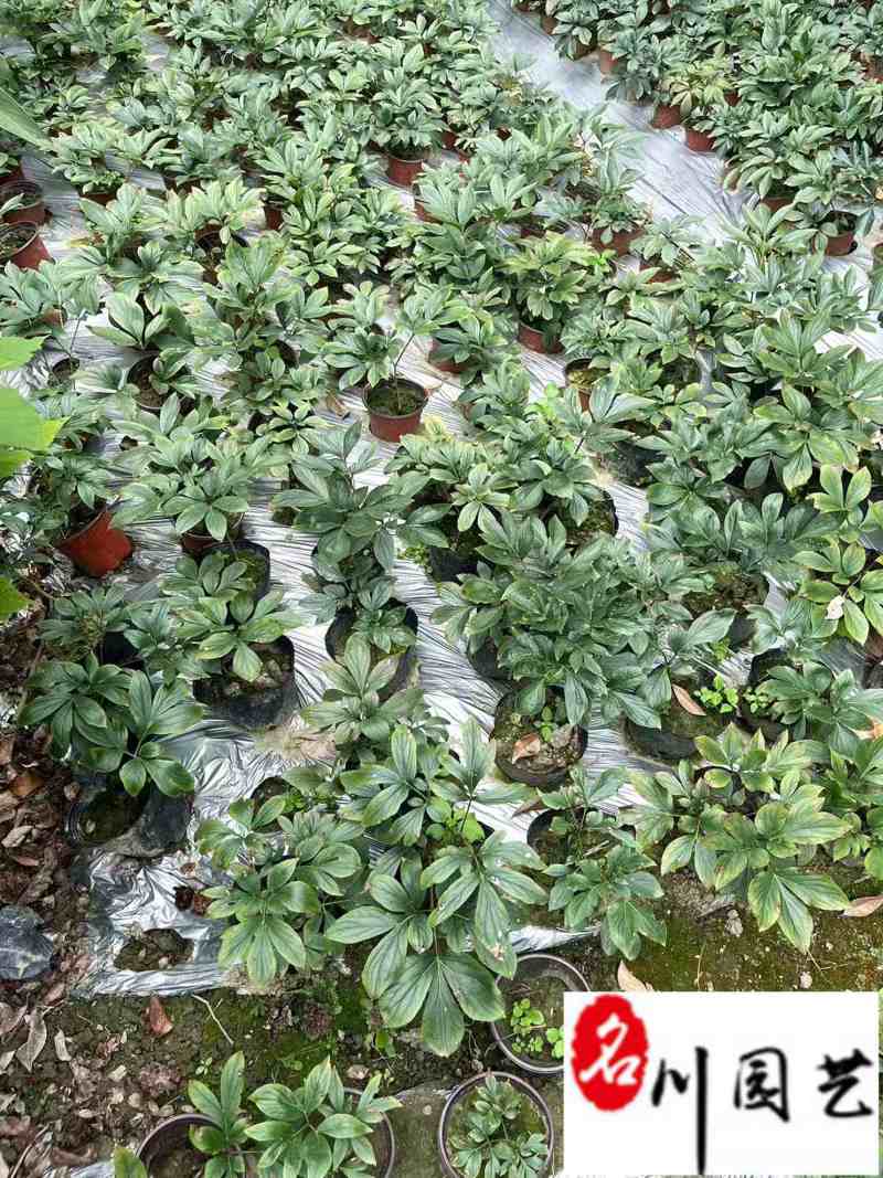 精品芍药花卉盆栽批发观赏芍药价格成都芍药基地直供