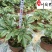 精品芍药花卉盆栽批发观赏芍药价格成都芍药基地直供