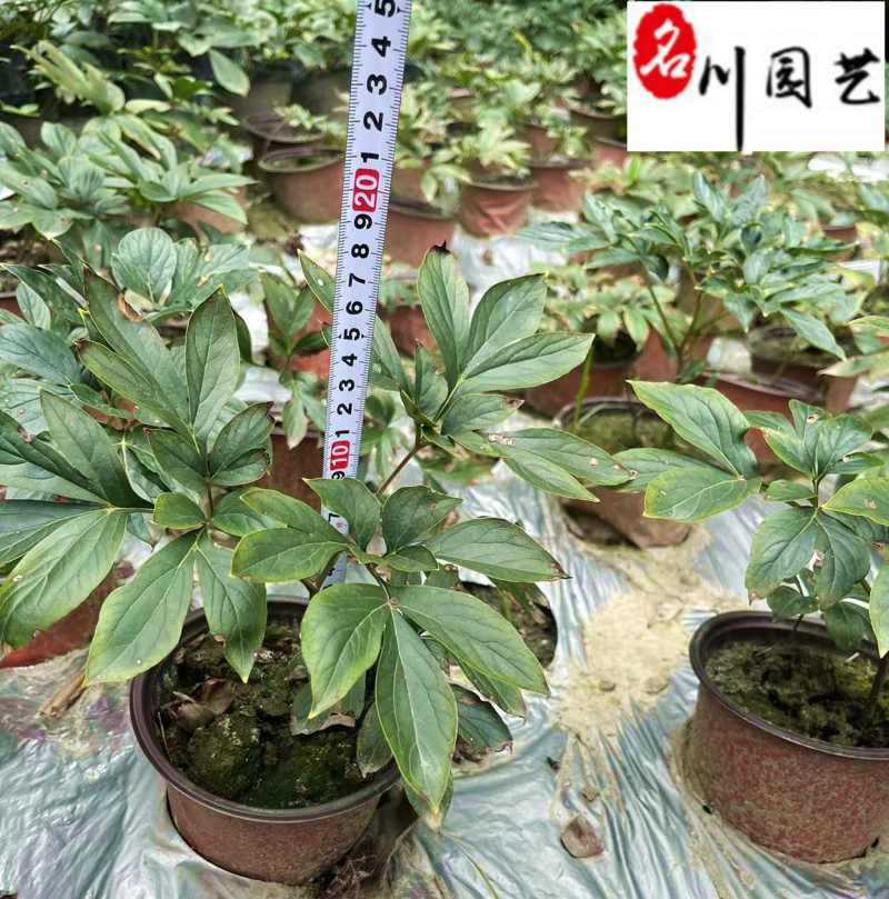 精品芍药花卉盆栽批发观赏芍药价格成都芍药基地直供