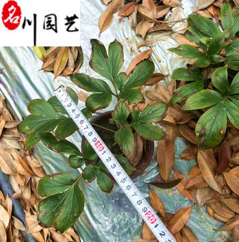 精品芍药花卉盆栽批发观赏芍药价格成都芍药基地直供