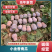 湖南岳阳小金香南瓜，口感软糯香甜，货源充足代发全国