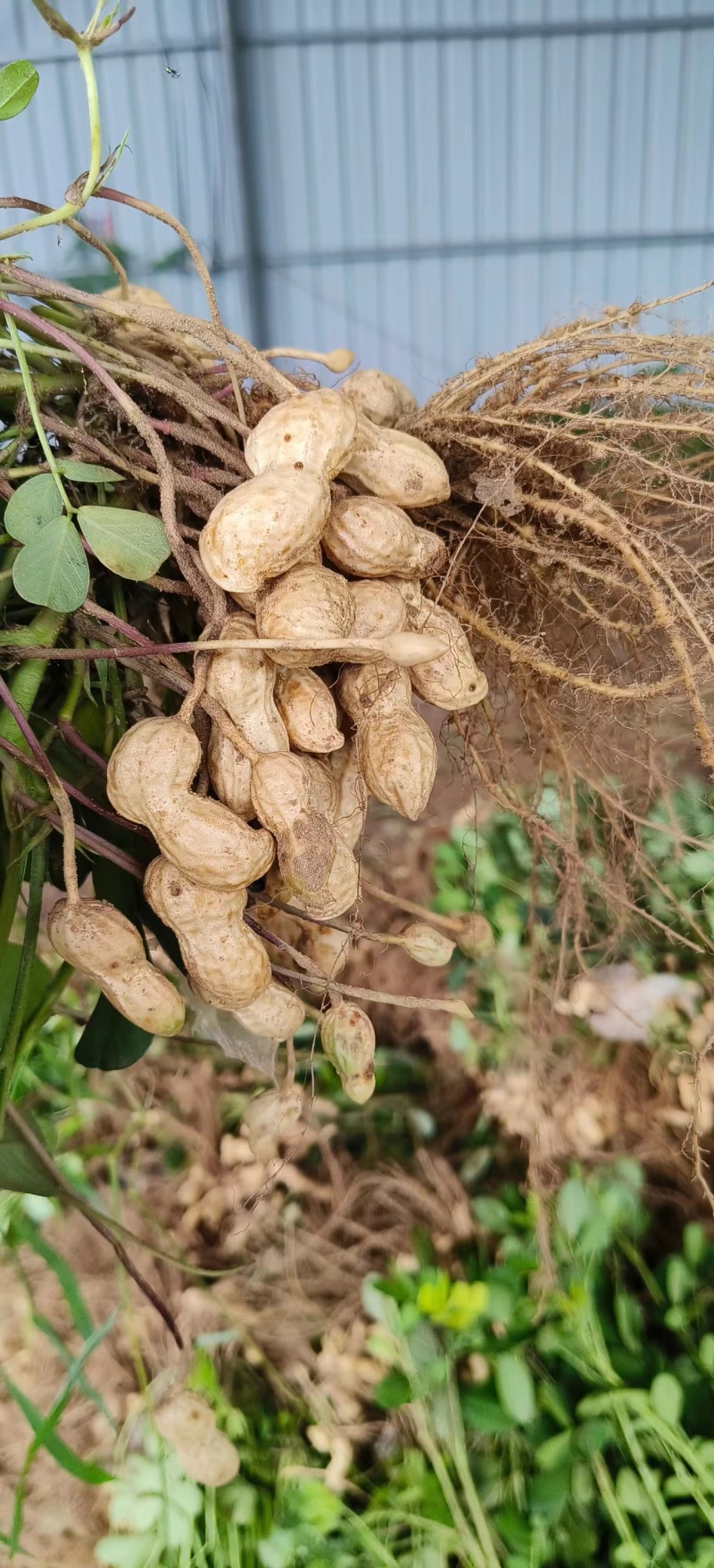 【优选】河南鲜花生品种齐全大量上市货发全国品质保障