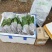 精品石菖蒲苗大量出售货源充足欢迎各位老板咨询