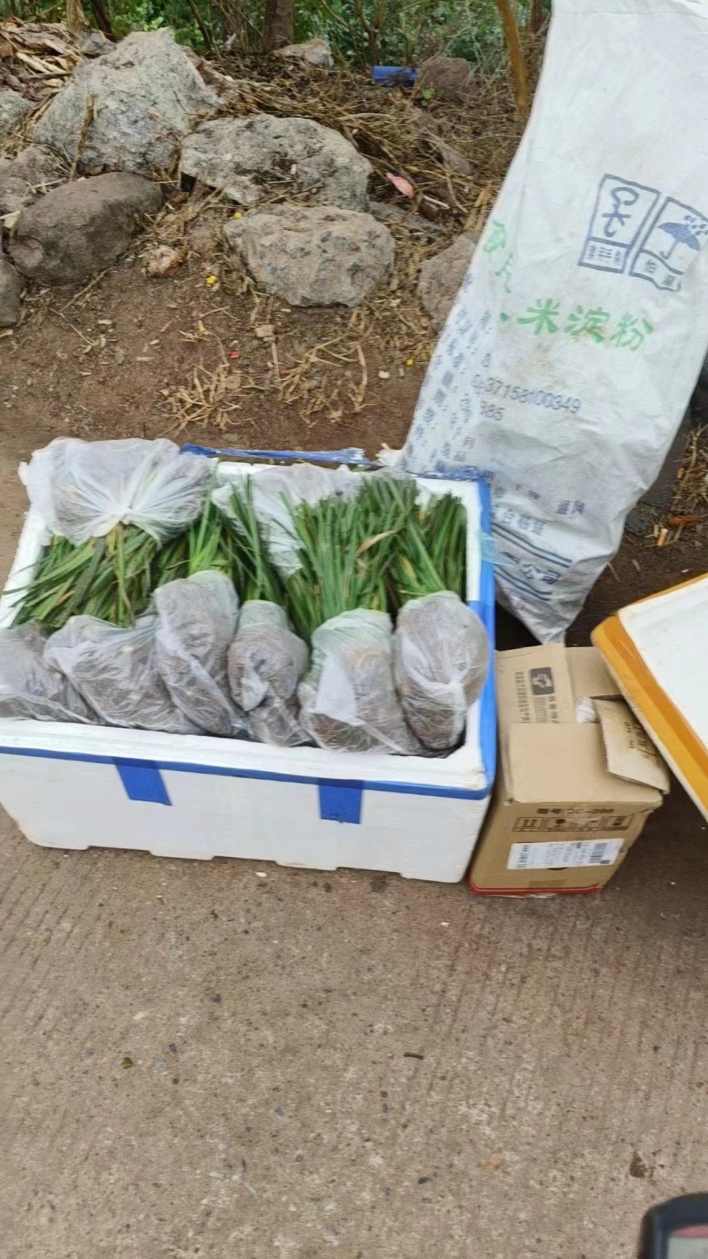精品石菖蒲苗大量出售货源充足欢迎各位老板咨询