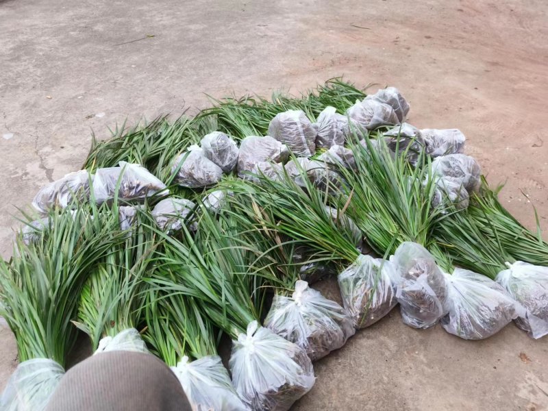精品石菖蒲苗大量出售货源充足欢迎各位老板咨询