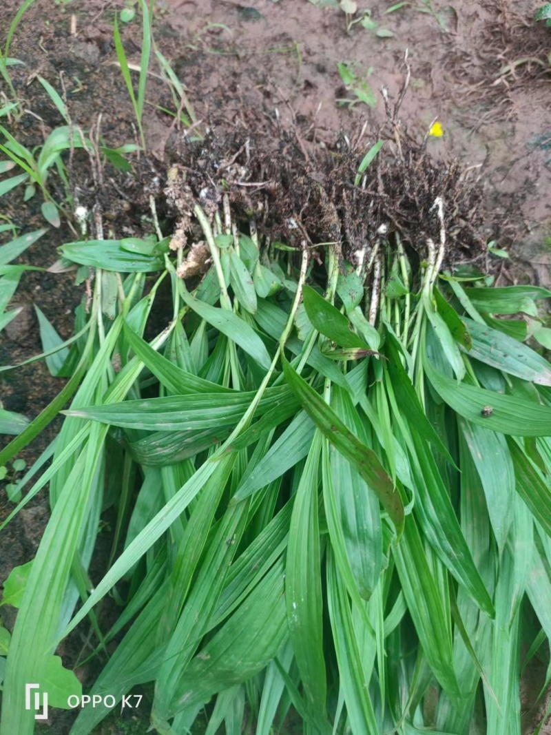 精品白芨苗露天驯化苗易种植规格齐全可视频看货