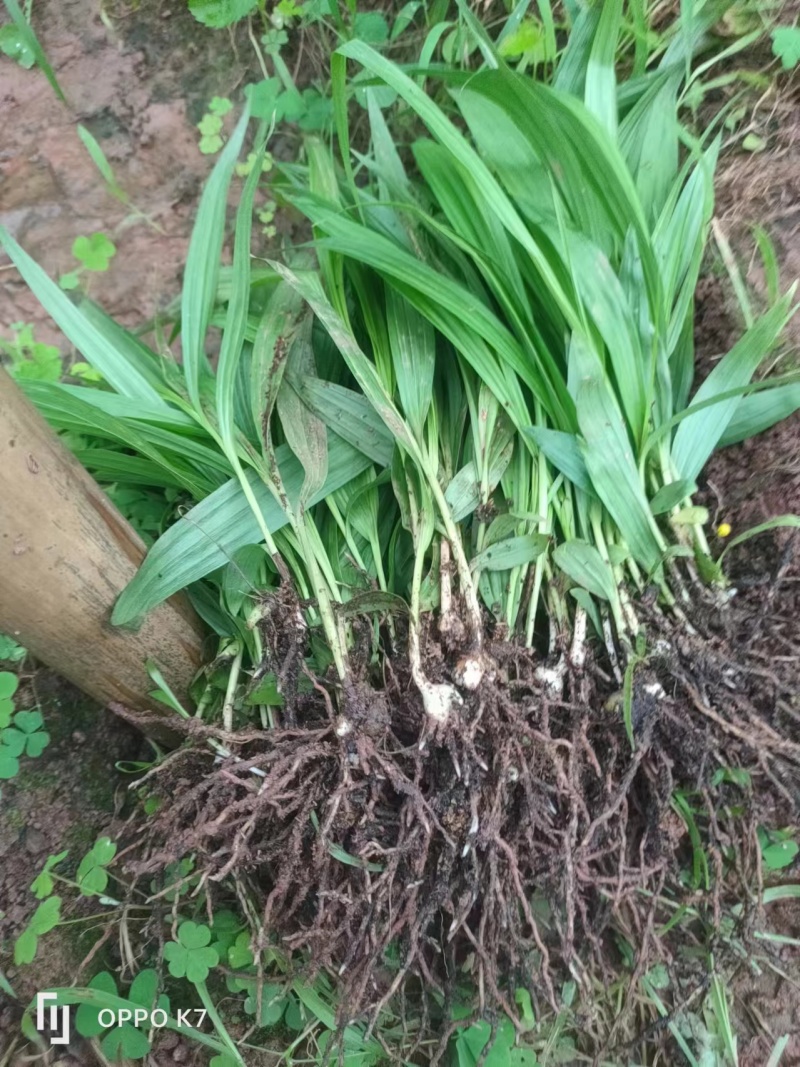 精品白芨苗露天驯化苗易种植规格齐全可视频看货