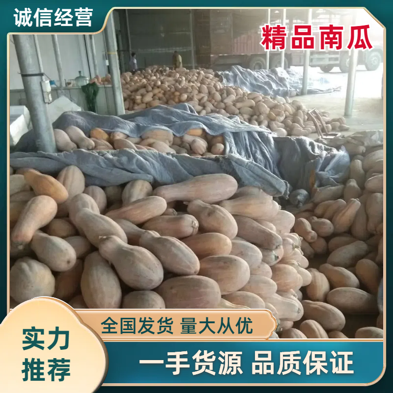 金韩蜜本南瓜5到十斤以上长条形小金密，江密南瓜多个品