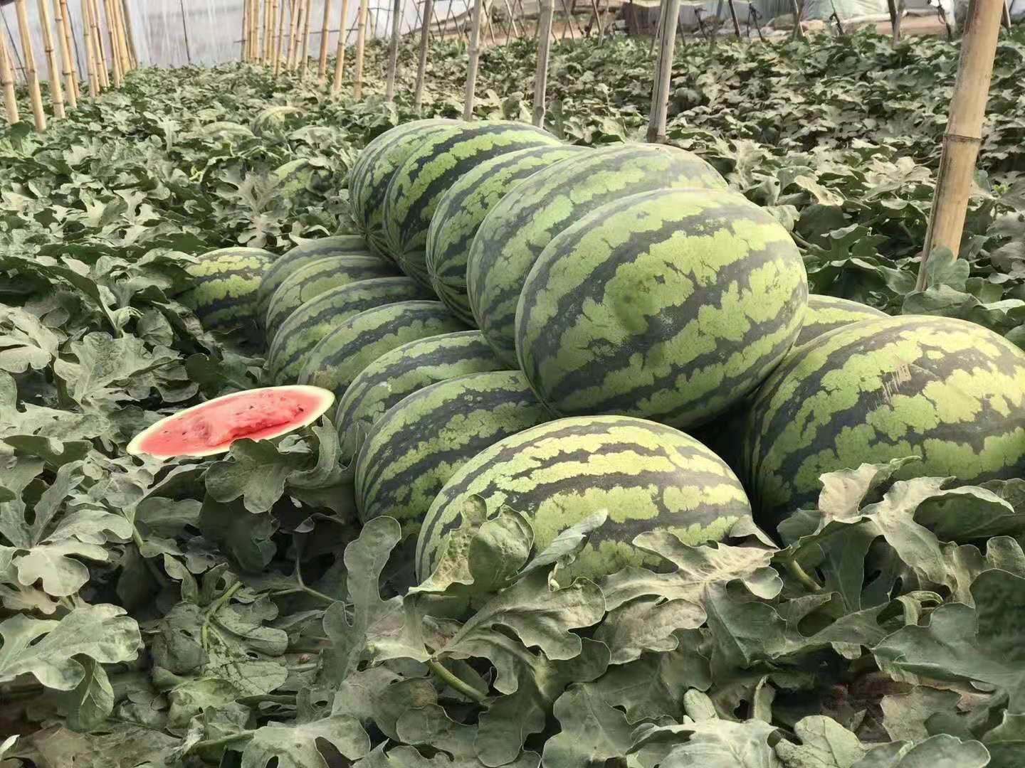 特写镜头:印有‘金城5号’红色醒目字体的蓝色硬质铝箔种子袋,正面清晰显示甘肃省审定编号‘甘审菜2005003’、育种单位‘甘肃省农业科学院蔬菜研究所’、生产商‘甘肃金土地种业有限公司’及SC许可证号;袋内可见数十粒乌黑油亮、椭圆形饱满西瓜种子散落于白色衬纸上,种子表面泛自然蜡质光泽 标准化西瓜种子包装实物特写