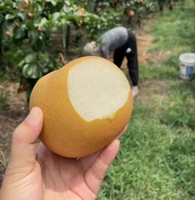 精品园黄梨，果面干净货源充足对接全国电商平台，市场货