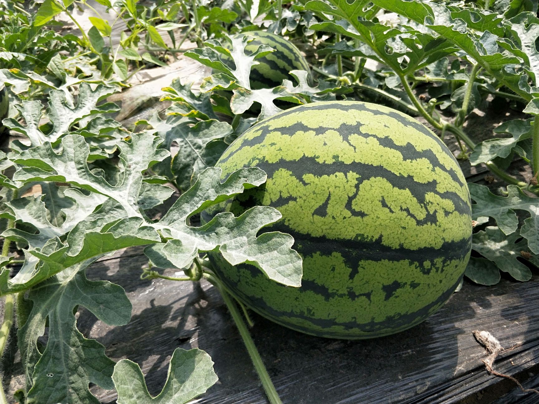 金夏1号包装成品展示图