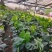 【特价】大棵龟背竹观叶植物大型盆栽基地搬迁亏本处理