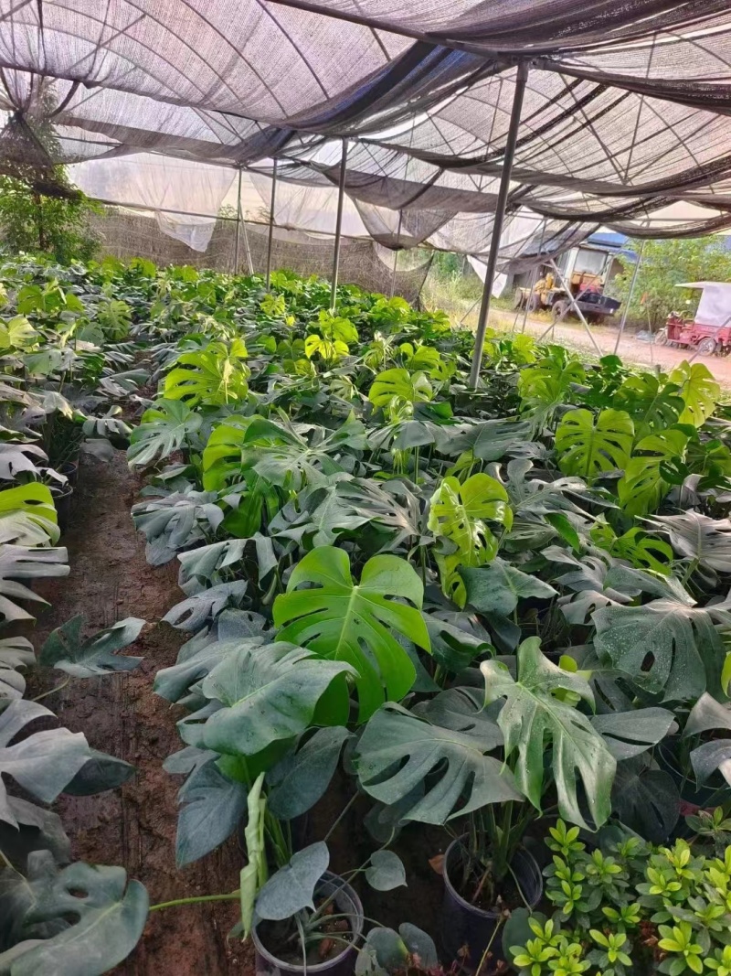 【特价】大棵龟背竹观叶植物大型盆栽基地搬迁亏本处理