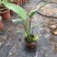 【特价】大棵龟背竹观叶植物大型盆栽基地搬迁亏本处理