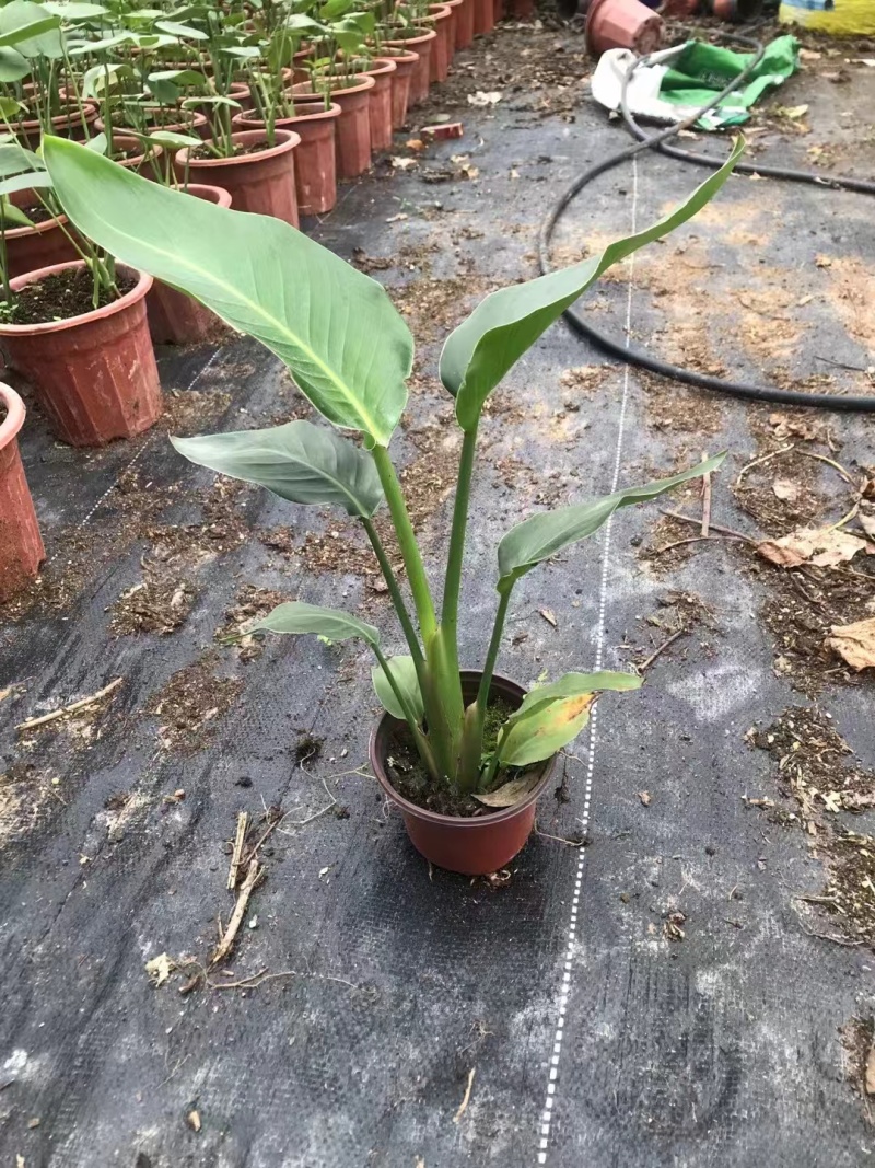【特价】大棵龟背竹观叶植物大型盆栽基地搬迁亏本处理