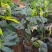 【特价】大棵龟背竹观叶植物大型盆栽基地搬迁亏本处理