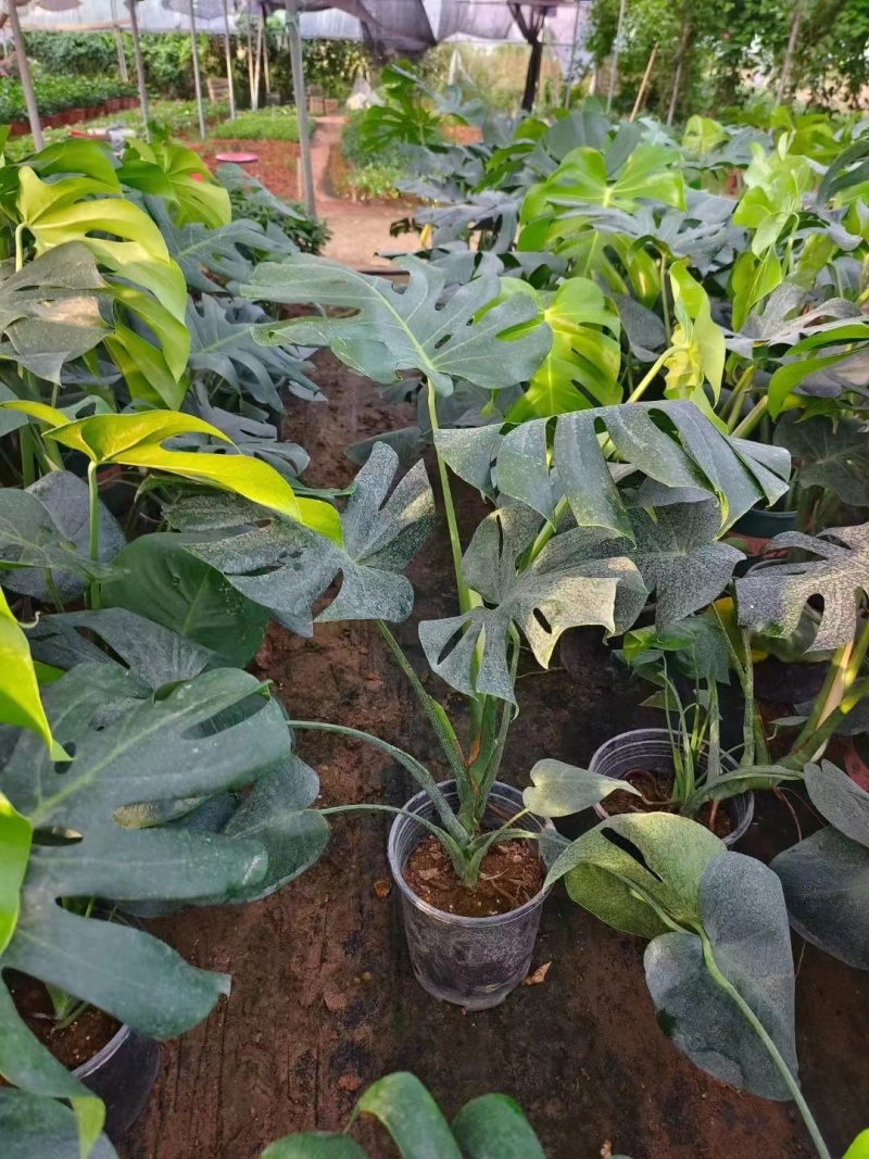 【特价】大棵龟背竹观叶植物大型盆栽基地搬迁亏本处理