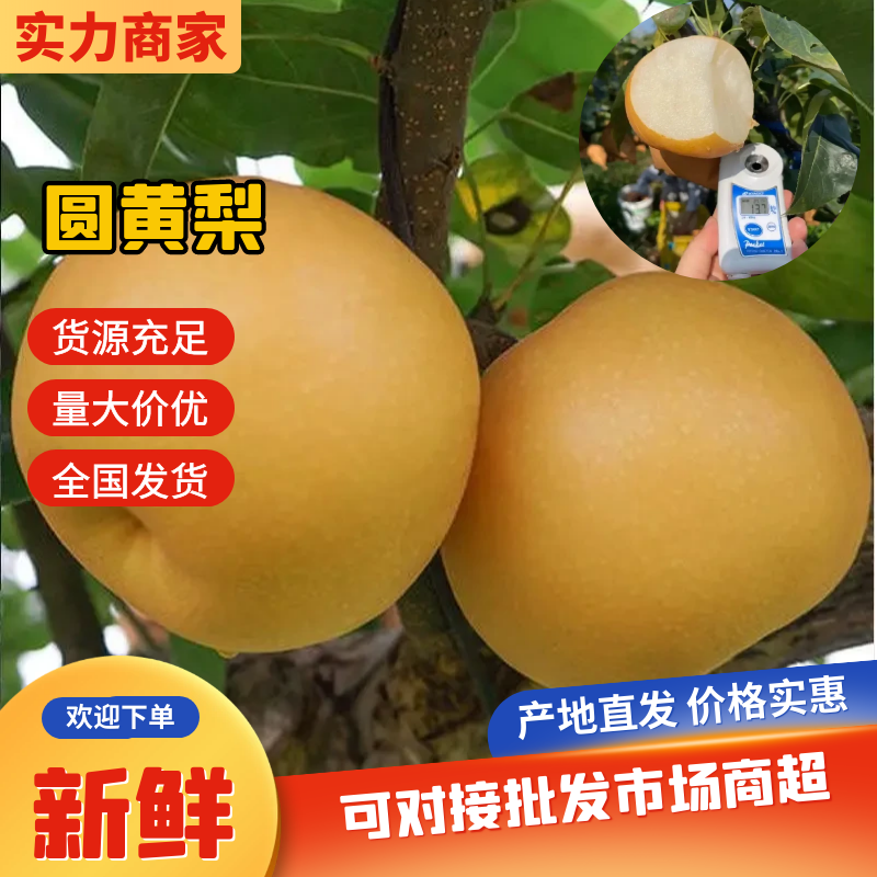 精品园黄梨，果面干净货源充足对接全国电商平台，市场货