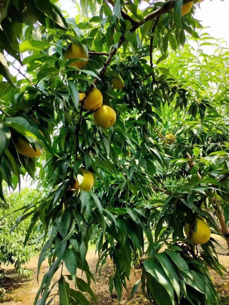 黄金蜜精品毛桃黄毛桃产地直发一手货源欢迎选购
