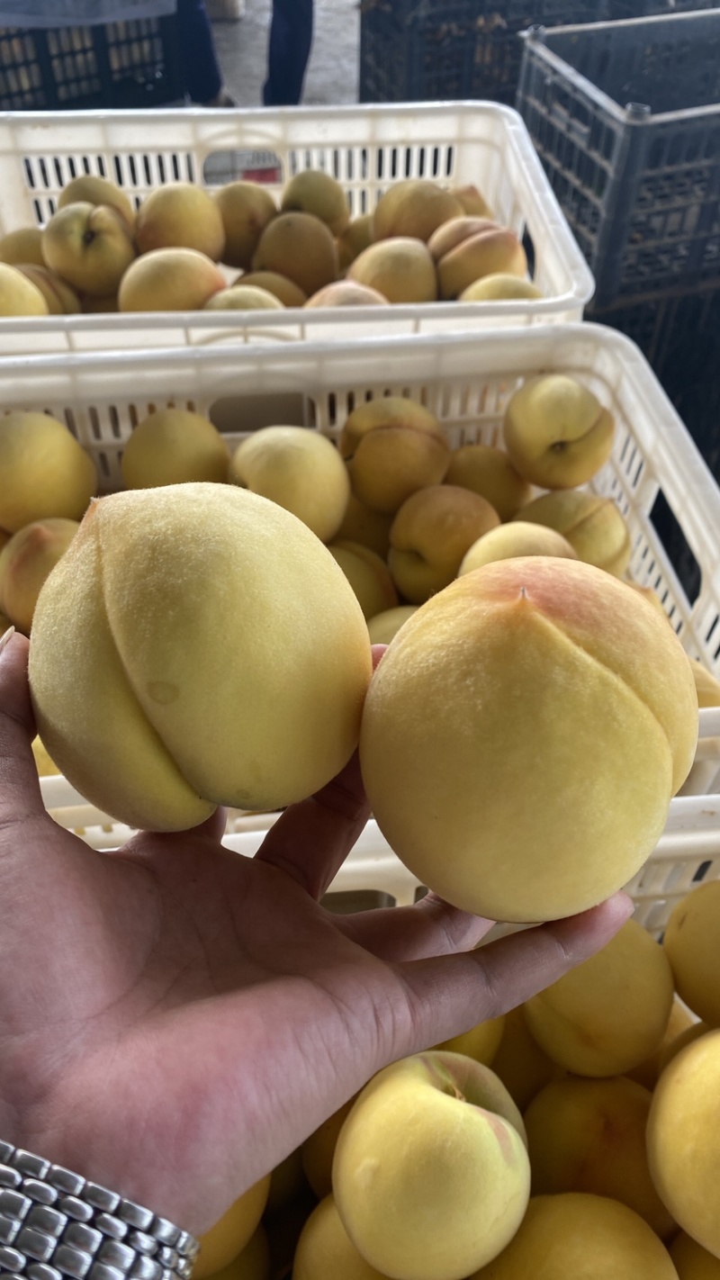 黄金蜜精品毛桃黄毛桃产地直发一手货源欢迎选购