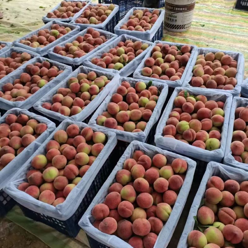 突围桃精品毛桃产地直发电商市场商超货源整车发货