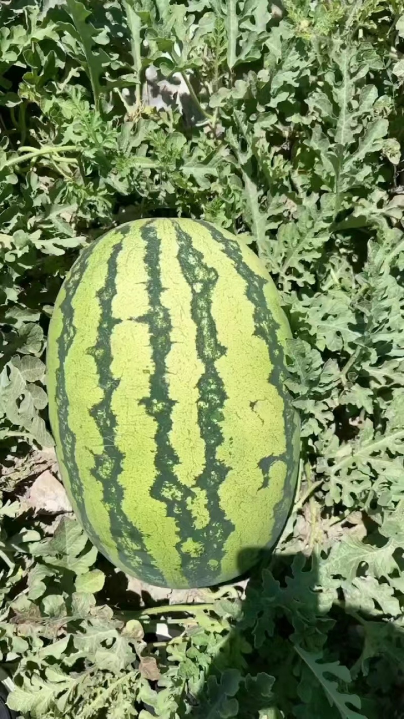 宁夏硒砂瓜石头瓜质量好价优支持视频看货售后无忧！！