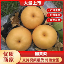 套袋黄梨晚秋黄梨表皮光滑果型扁圆诚信对接社区团购电商平台