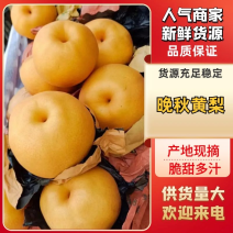 黄梨晚秋黄梨入口化渣果面干净产地货源充足诚信对接批发