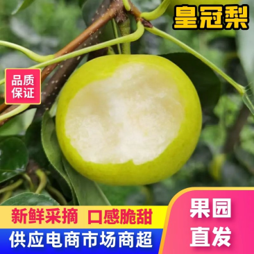 青皇冠套袋白皇冠梨口感清甜入口化渣货源充足对接批发商